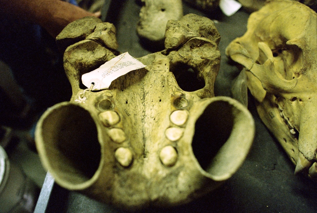 walrus skull
