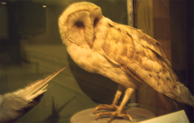 MoS, barn owl
