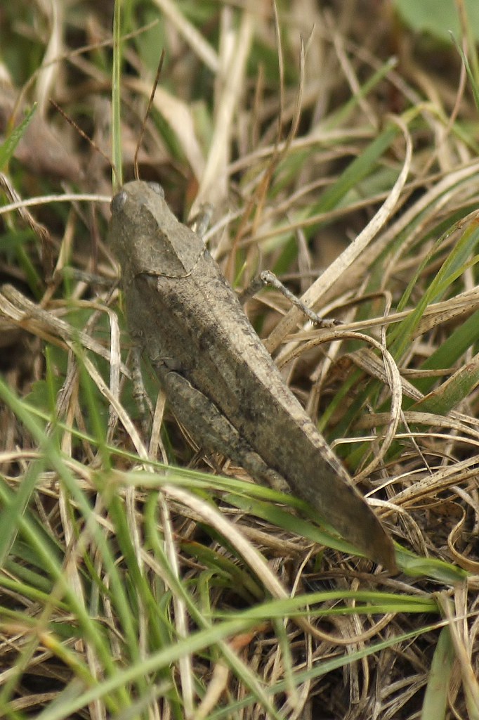 Carolina grasshopper (5)