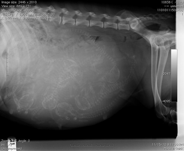 puppy x ray