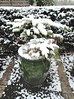 Evegreen Container in Snow