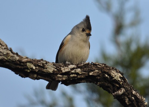 black-crested titmouse