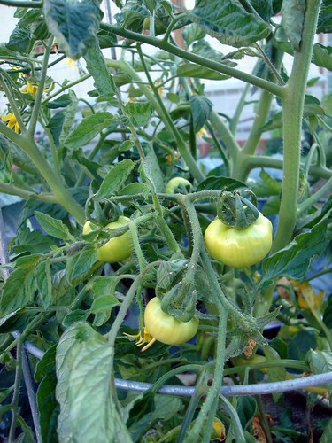 Tomatoes in the Madison-Avanti Garden