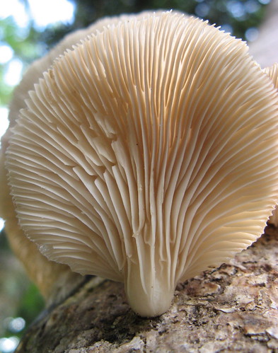 Mushroom, shot from underneath