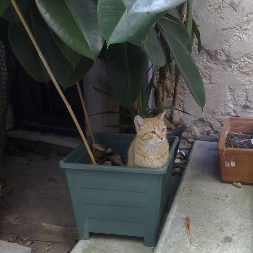 Cat in a plant pot