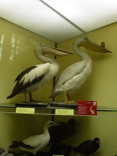 Pair a Pelicans