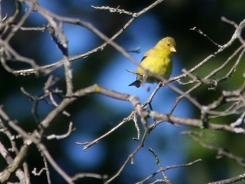 American Goldfinch 20100908