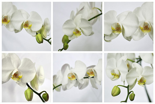 orchid collection