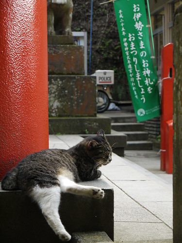 猫＠藤沢市