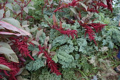 Hopi Red Dye Amaranth with Kale <a style="margin-left:10px; font-size:0.8em;" href="http://www.flickr.com/photos/91915217@N00/4995246504/" target="_blank">@flickr</a>