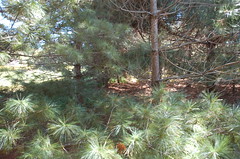 Magical Pine Grove <a style="margin-left:10px; font-size:0.8em;" href="http://www.flickr.com/photos/91915217@N00/4997186249/" target="_blank">@flickr</a>