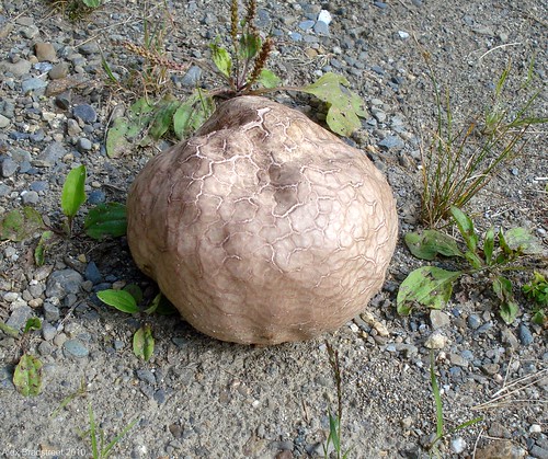 giant puff ball mushroom