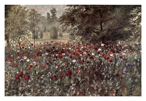 009-El campo de amapolas-Kew gardens 1908- Martin T. Mower