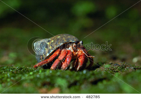 stock-photo-red-land-sea-hermit-crab-coenobita-rugosa-from-the-south-coast-of-java-island-indonesia-482785