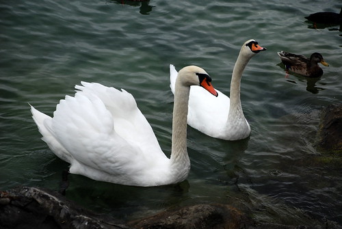 Swans of Montreux