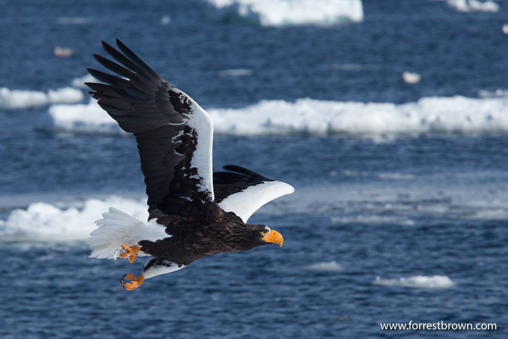 Hokkaido, Japan, Nature Photography, Workshop, Winter, Wildlife, Eagle, Ocean