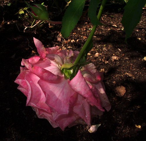 Pink Rose on October 8, 2010