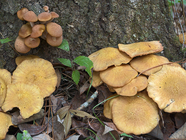 Meramec Conservation Area, near Sullivan, in Franklin County, Missouri, USA - mushroom 1