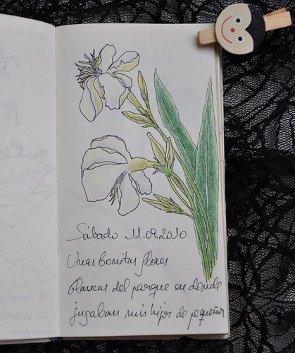 Laurel flower - Nerium oleander
