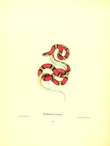 016-Rhinostoma coccinea-North American herpetology…1842-Joh Edwards Holbrook