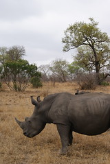 A rhinoceros at Kruger National Park in South Africa