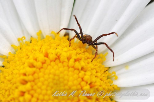 Brown spider in daisy