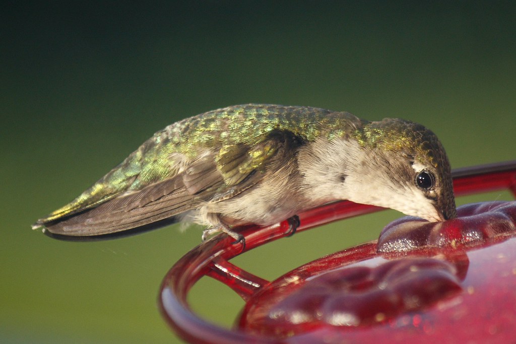 Ruby-throated hummingbird (12)