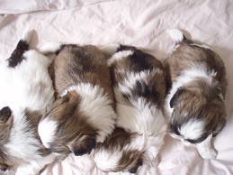 Shih+tzu+puppies+for+sale+in+virginia