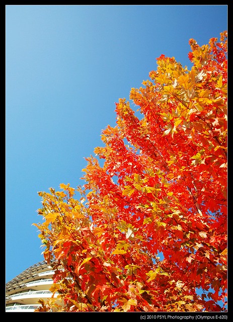 Autumn colours