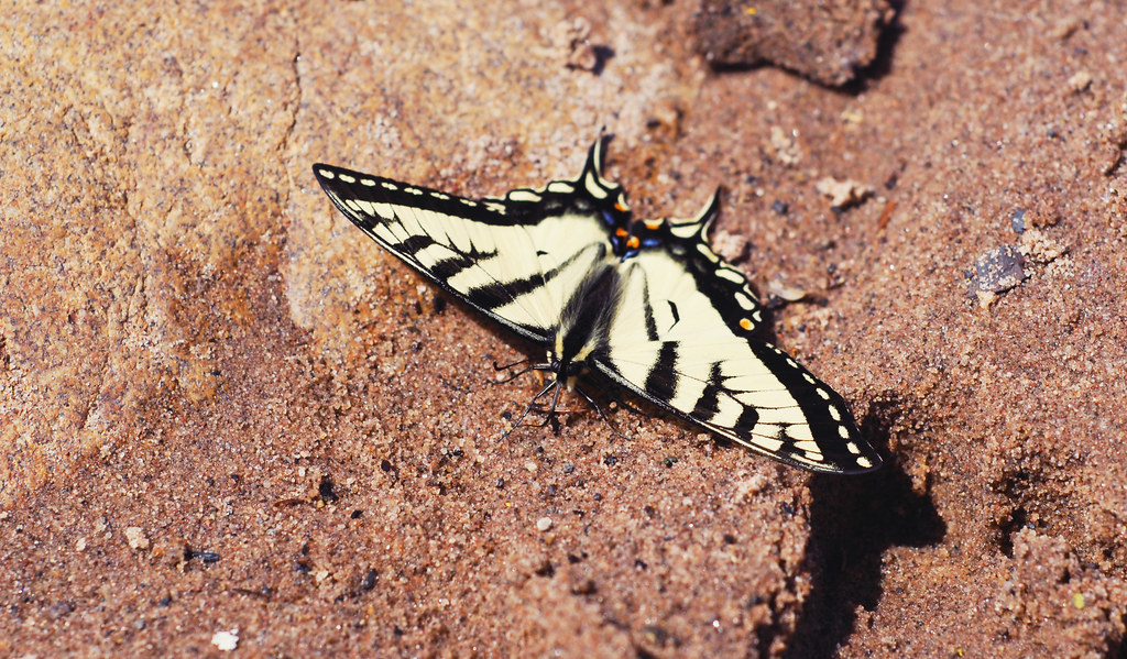 Butterfly Bayfield