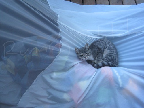 tent kitty
