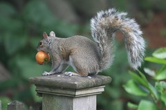 squirrel 032