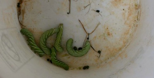 Bucket 'o Hornworms
