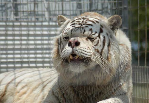 deformed white tiger pictures. Deformed white tiger
