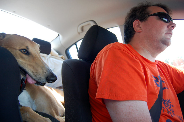 riding in cars with dogs