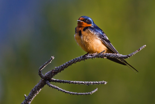 Jenny Lake Barn Swallow