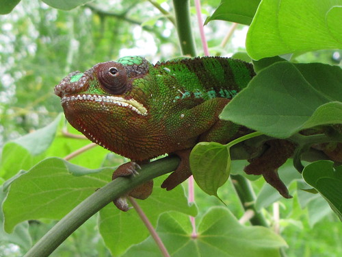 Panther Chameleon (male)