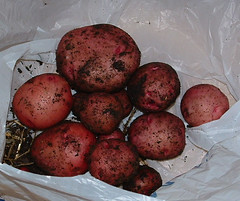 Harvested Potatoes