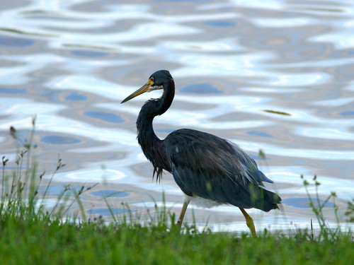 Tricolored Heron at sunset 3-20100916