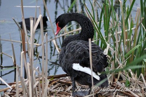 Black swan on her nest
