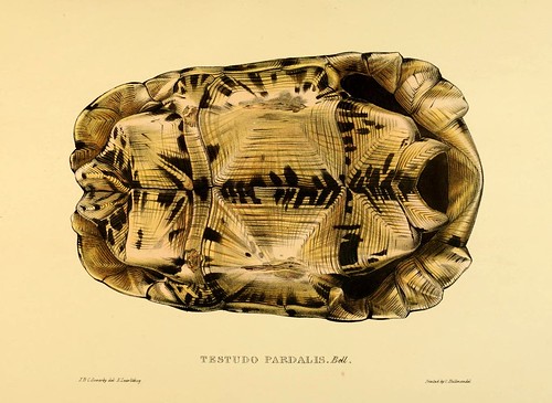 003A-Testudos Pardalis Bell anverso-Tortoises terrapins and turtles..1872-James Sowerby