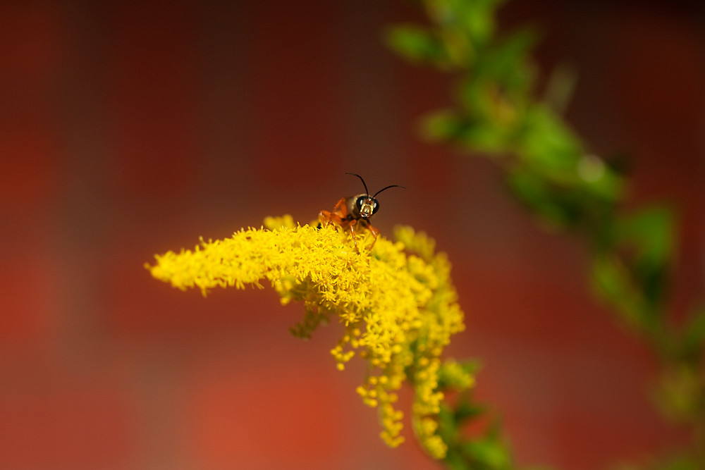 356/365 - Wasp on Goldenrod