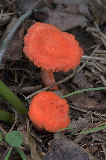 Millstream Gardens Conservation Area, in Madison County, Missouri, USA - orange mushrooms