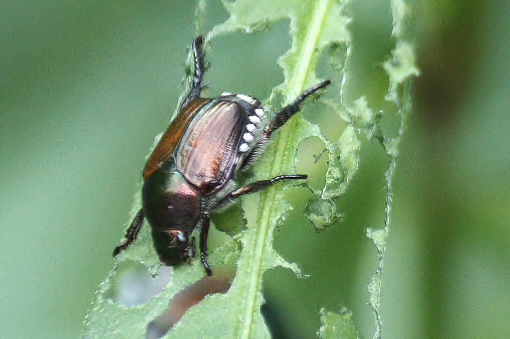 Japanese beetle (4)