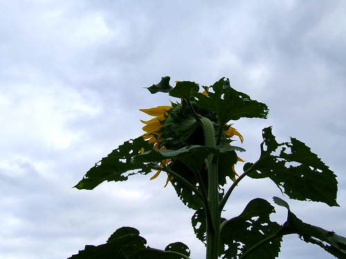 Sunflower 98531