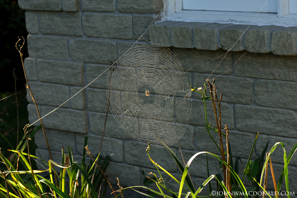 spider web