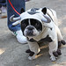 The 20th Annual Tompkins Square Halloween Dog Parade
