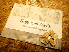 Noma - Rene Redzepi Talk - Hogweed Seeds