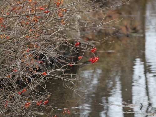 Red Berries Over River