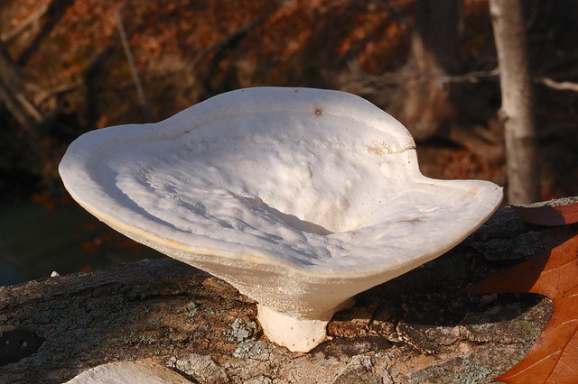 Broemmelsiek Park, in Saint Charles County, Missouri, USA - large, unusual white mushroom growing on log